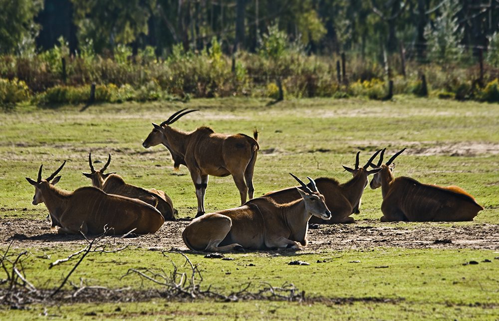 Common Eland Hunting