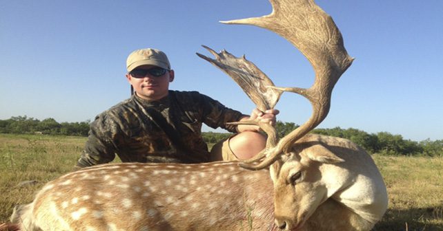 Fallow Deer Hunting in Texas